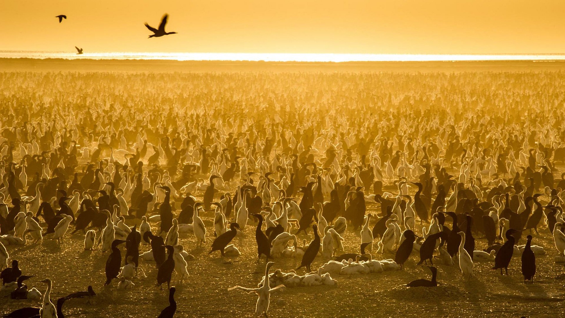 Our Planet 1. Sezon 4. Bölüm