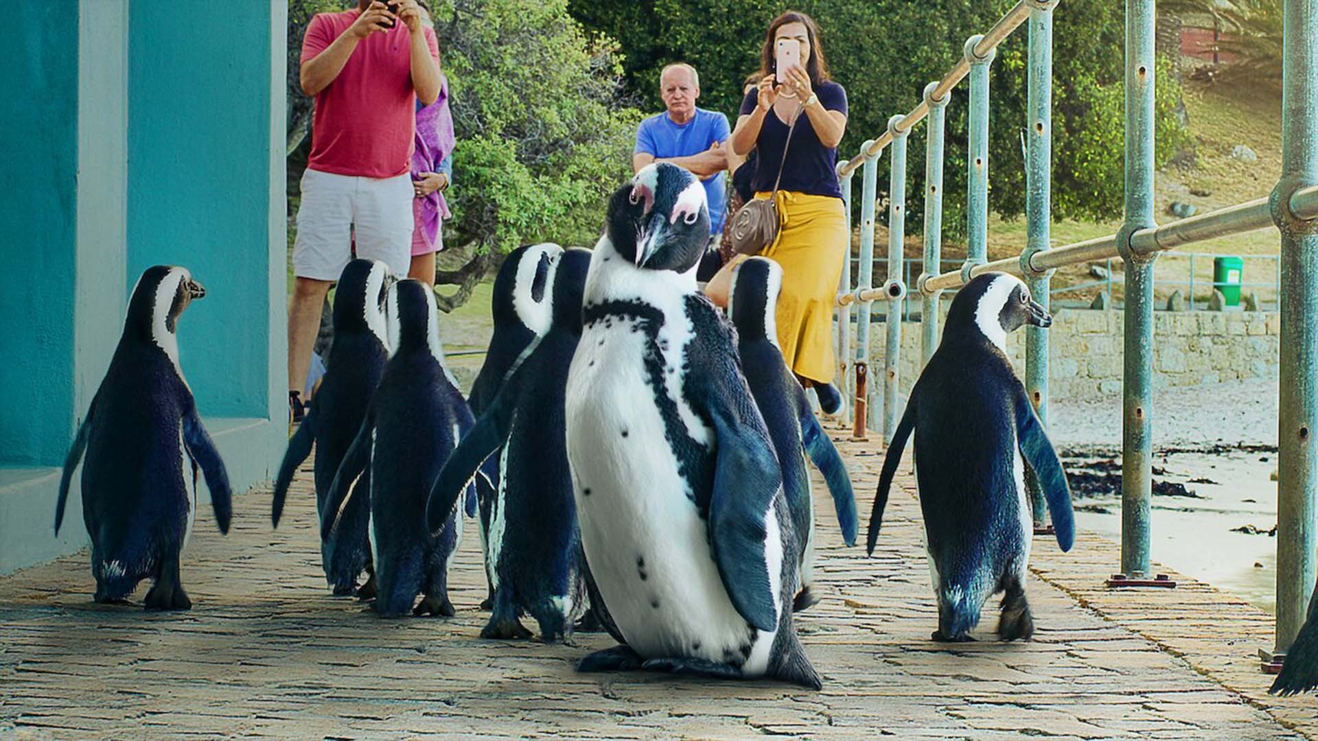 Penguin Town 1. Sezon 7. Bölüm