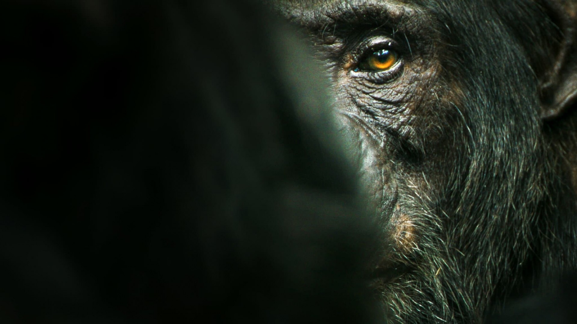 Chimp Empire 1. Sezon 2. Bölüm