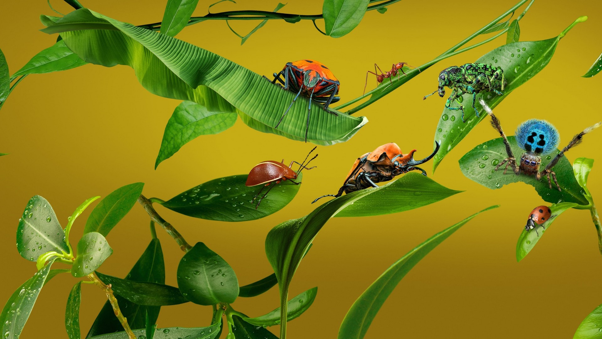 A Real Bug’s Life 1. Sezon 3. Bölüm
