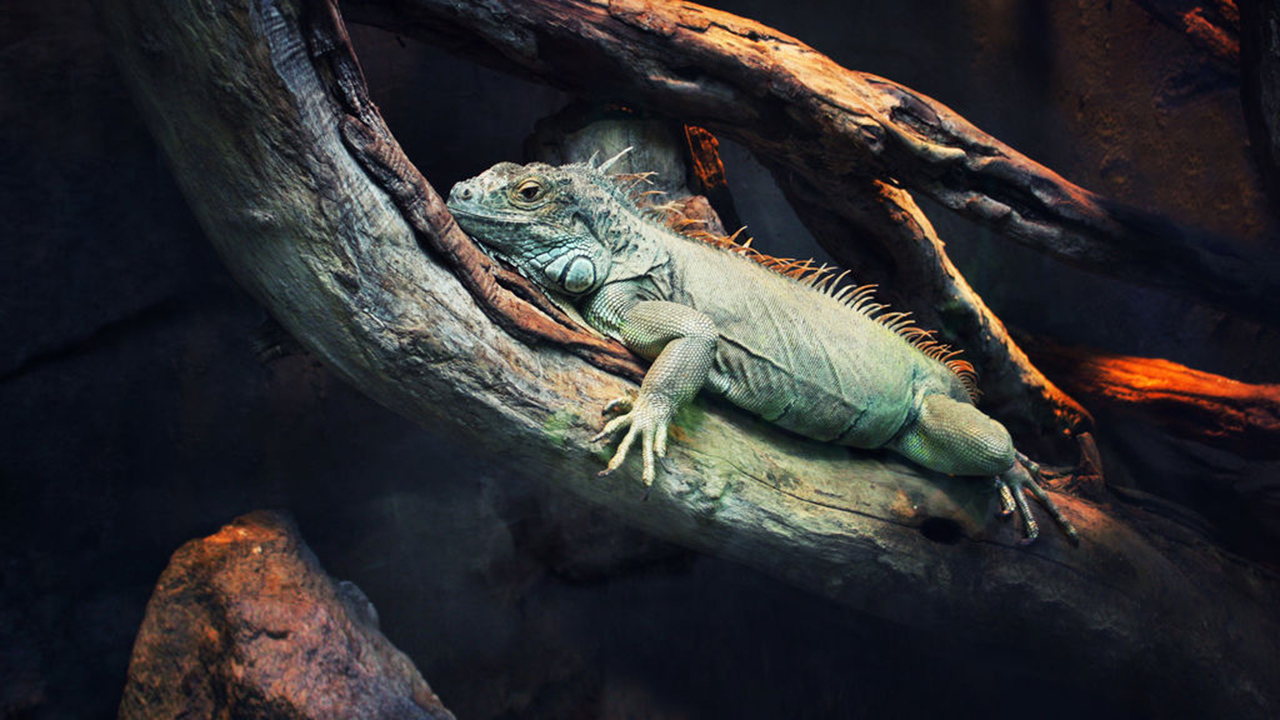 72 Dangerous Animals: Latin America 1. Sezon 4. Bölüm