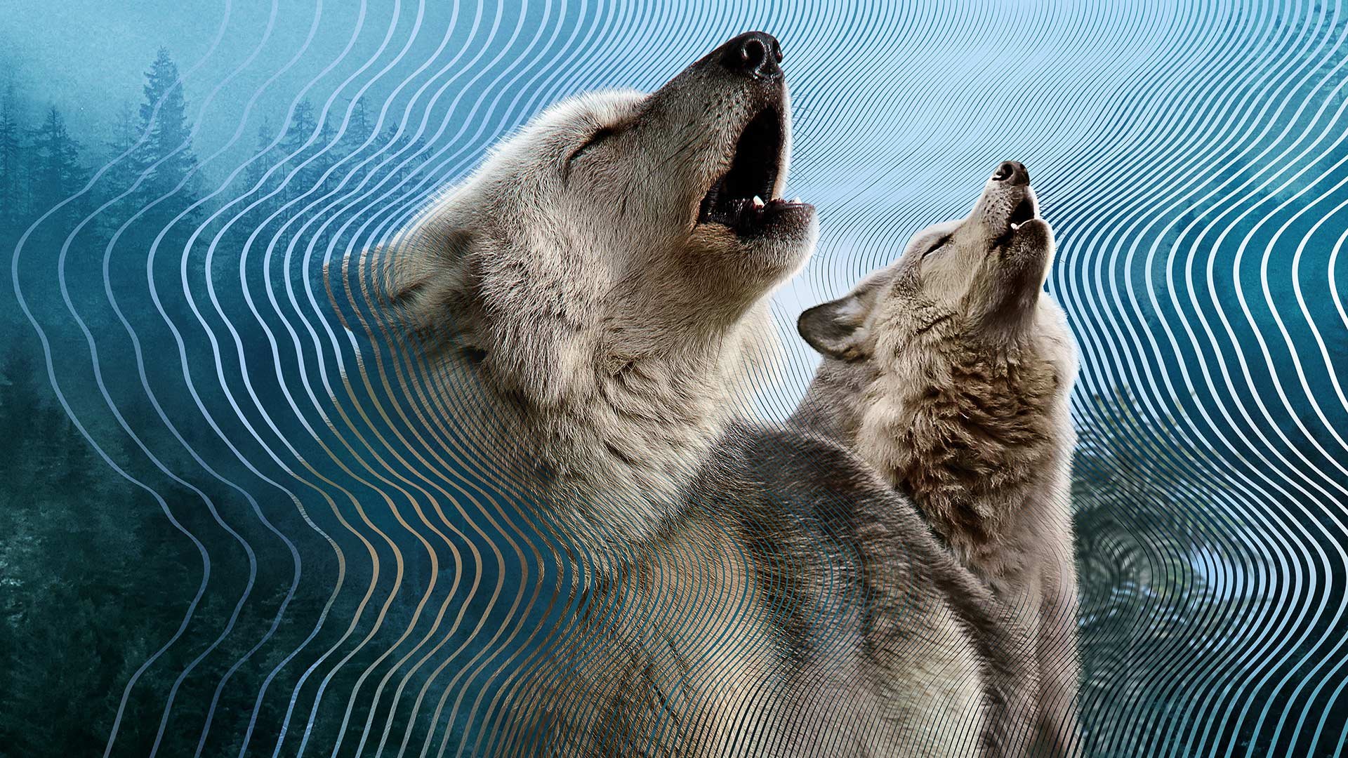 Secret World of Sound 1. Sezon 1. Bölüm