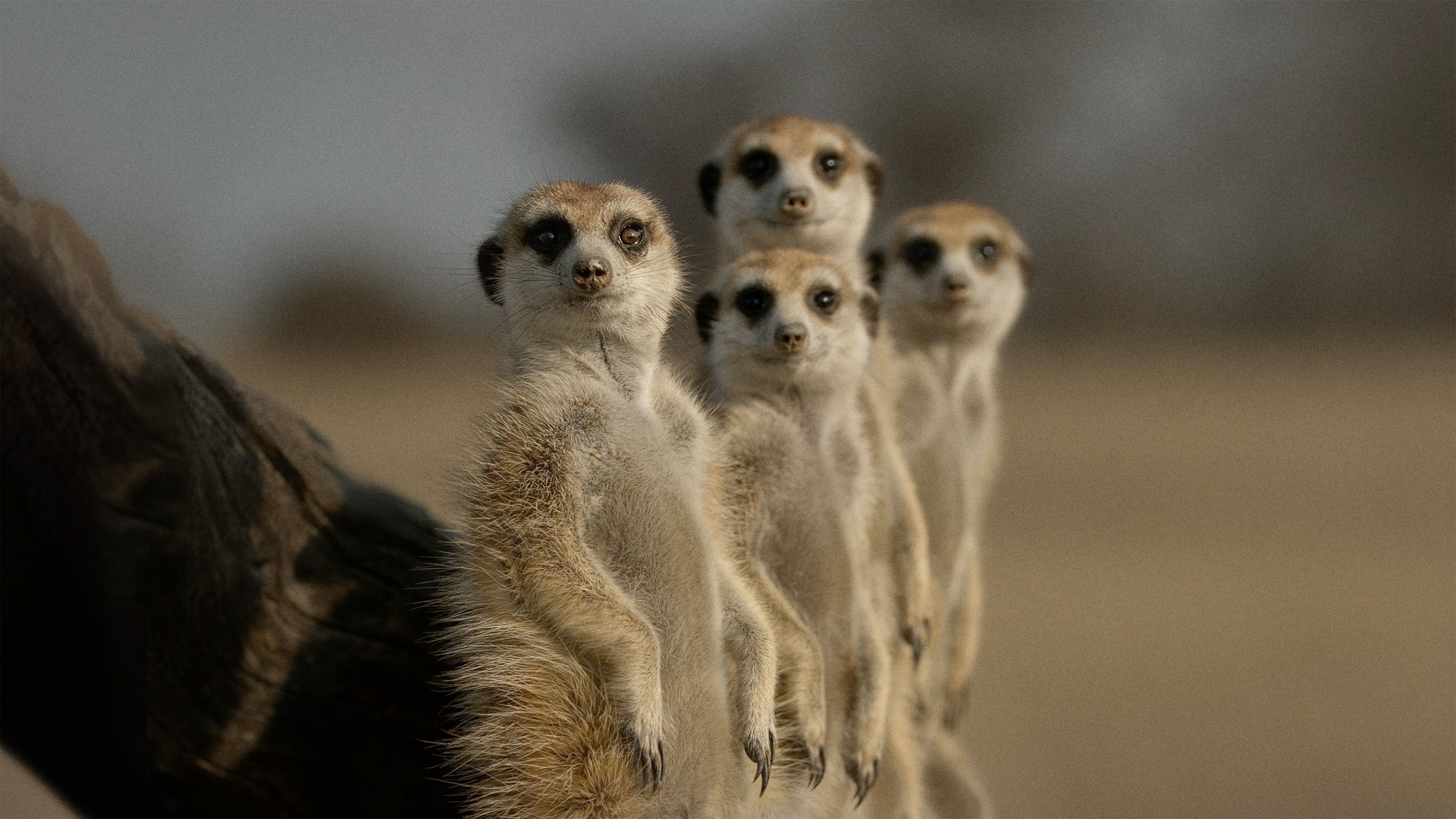 The Secret Lives of Animals 1. Sezon 5. Bölüm